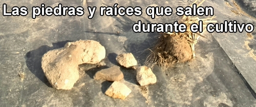 Las piedras y raíces que salen durante el cultivo (construir huerto)