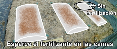 Esparce el fertilizante en las camas