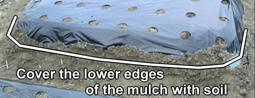 Cover the lower edges of the mulch with soil