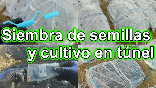 Siembra de semillas para verduras de hoja y túnel de cultivo (Como hacer la huerta)