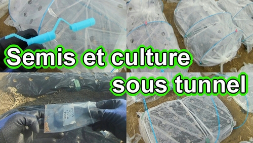 Semer des graines pour les légumes à feuilles et tunnel de culture (Culture sous abris)