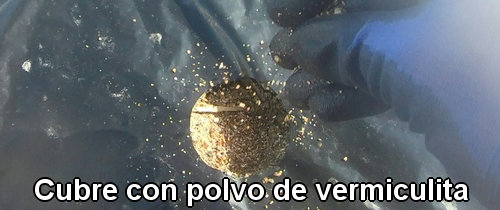 Cubre con polvo de vermiculita