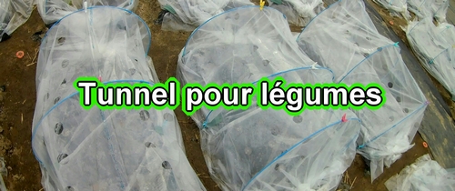 Cultiver sous tunnel pour les légumes