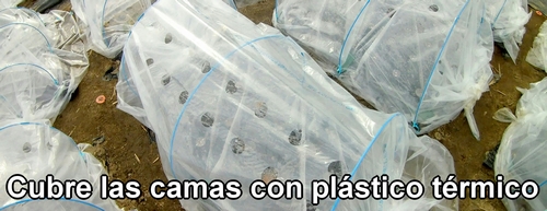 Cubre las camas con plástico térmico