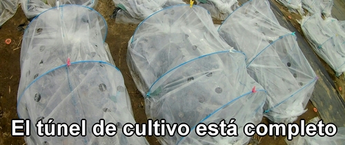 El túnel de cultivo ya está listo