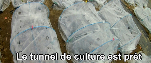 Le tunnel de culture est maintenant terminé