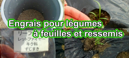 Engrais pour légumes à feuilles et ressemis