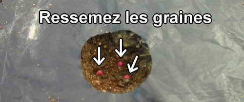 Ressemez les graines