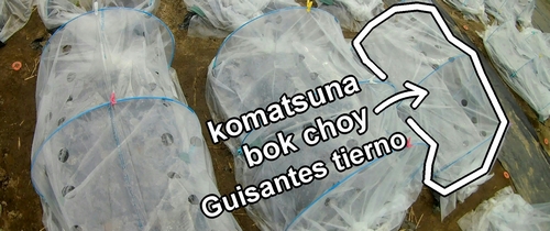 La cama de komatsuna, bok choy bebé y guisantes tiernos