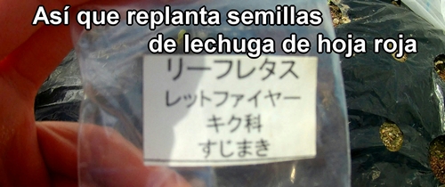 Semillas de lechuga de hoja roja