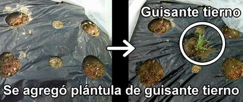 Plántulas de guisantes tiernos