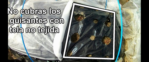 No cubras los guisantes tiernos con tela no tejida