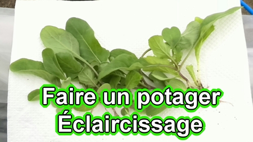 Éclaircissage (Demarrer un potager)