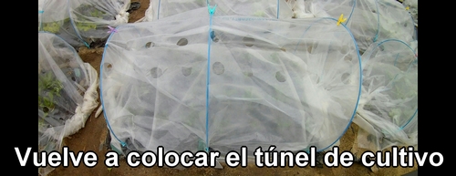 Vuelve a colocar el túnel de cultivo