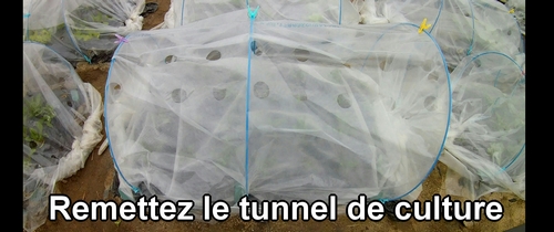 Remettez le tunnel de culture