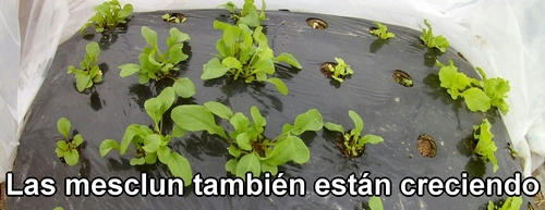 Las hojas baby (mesclun) también están creciendo