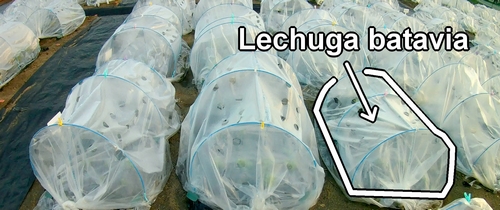 La cama de lechuga batavia (lechuga de hoja)