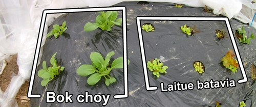 Bok choy bébé et laitue batavia (laitue frisée)