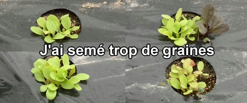 J'ai semé trop de graines