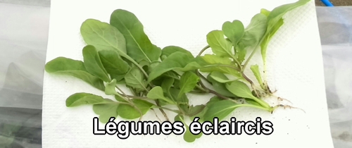 Légumes éclaircis