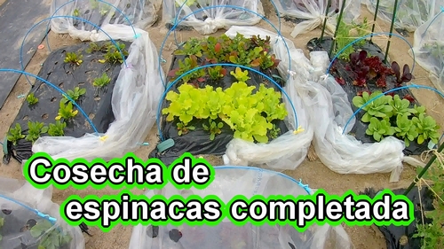 Cosecha de espinacas completada (Como elaborar un huerto)