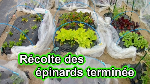 Récolte des épinards terminée (Faire petit potager)