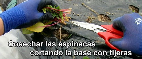 Cosechamos las espinacas cortando la base con unas tijeras