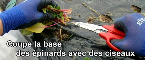 Nous récoltons les épinards en coupant la base avec des ciseaux