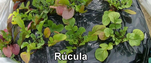 Rúcula