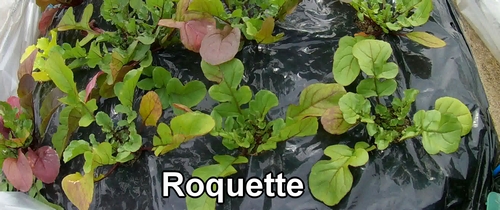 Roquette