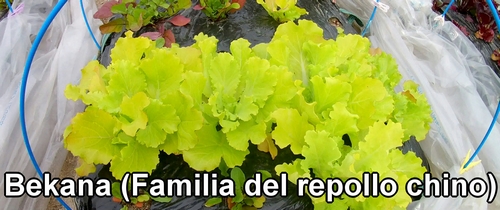 Bekana (Familia del repollo chino)