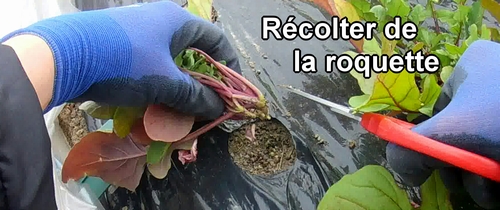 Récolter de la roquette