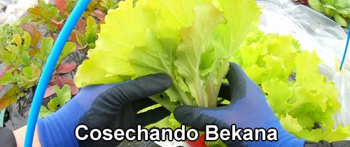 Bekana (de la familia del repollo chino)