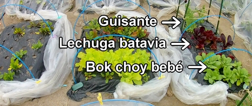 La cama de bok choy bebé, lechuga de hoja y guisantes