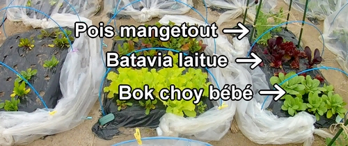 Le lit de bok choy bébé, batavia laitue, et pois mange-tout