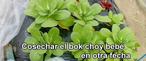 Cosechar el bok choy bebé en otra fecha