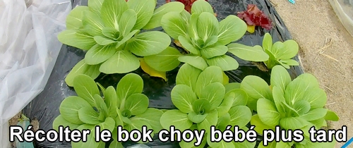 Récolter le bok choy bébé plus tard