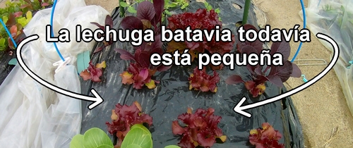 La lechuga batavia todavía está pequeña