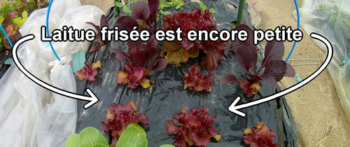 La laitue frisée (batavia laitue) est encore petite