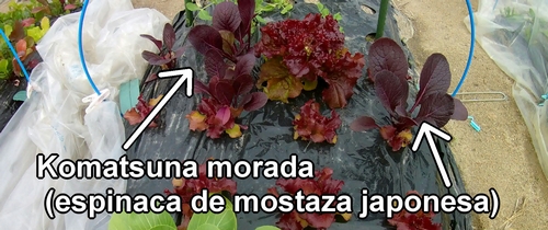 Komatsuna morada (espinaca de mostaza japonesa)