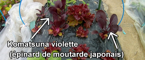 Komatsuna violette (épinard de moutarde japonais)