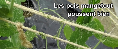 Les pois mange-tout (pois gourmands) poussent bien