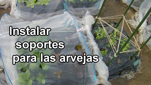 Cómo instalar los soportes para los guisantes (arveja)