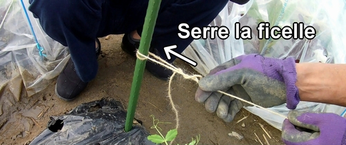 Serre-la vers le tuteur