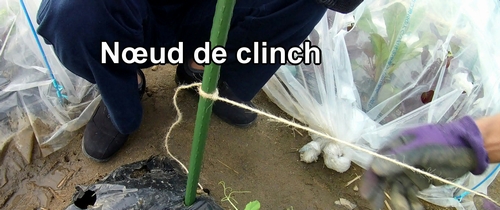 Nœud de clinch