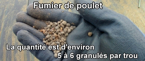 Fertilise les pois mange tout (pois gourmands) avec du fumier de poulet