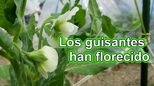 Los guisantes (arveja) han florecido