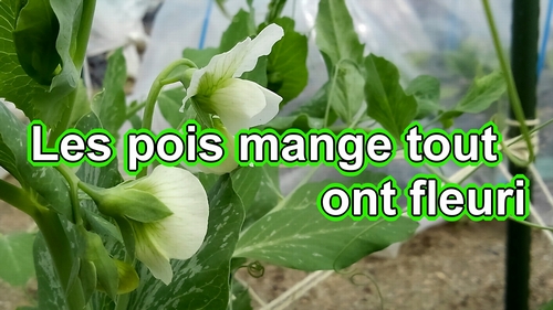 Les pois mange tout ont fleuri