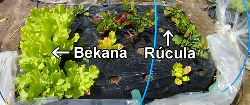 El huerto de rúcula y Bekana