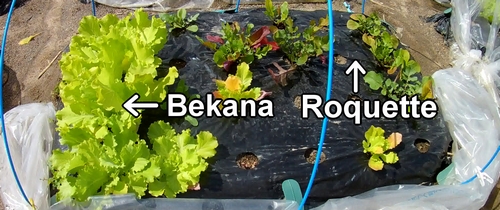 La parcelle de roquette et de Bekana